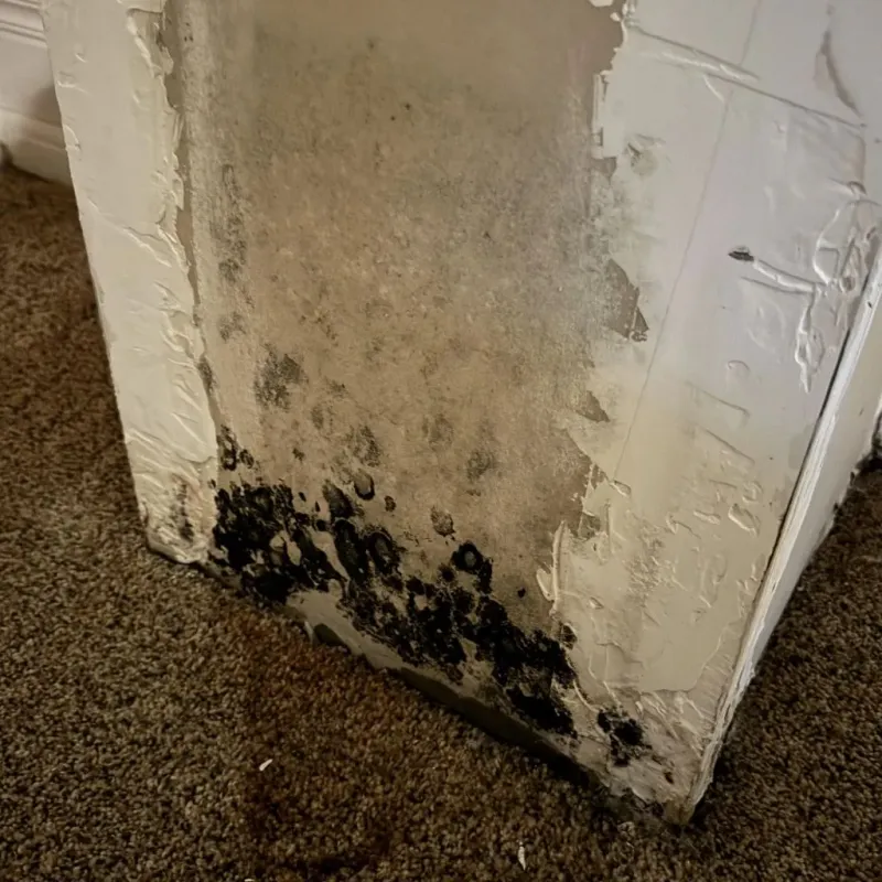 Professional Mold Removal in Bloomfield, IA
